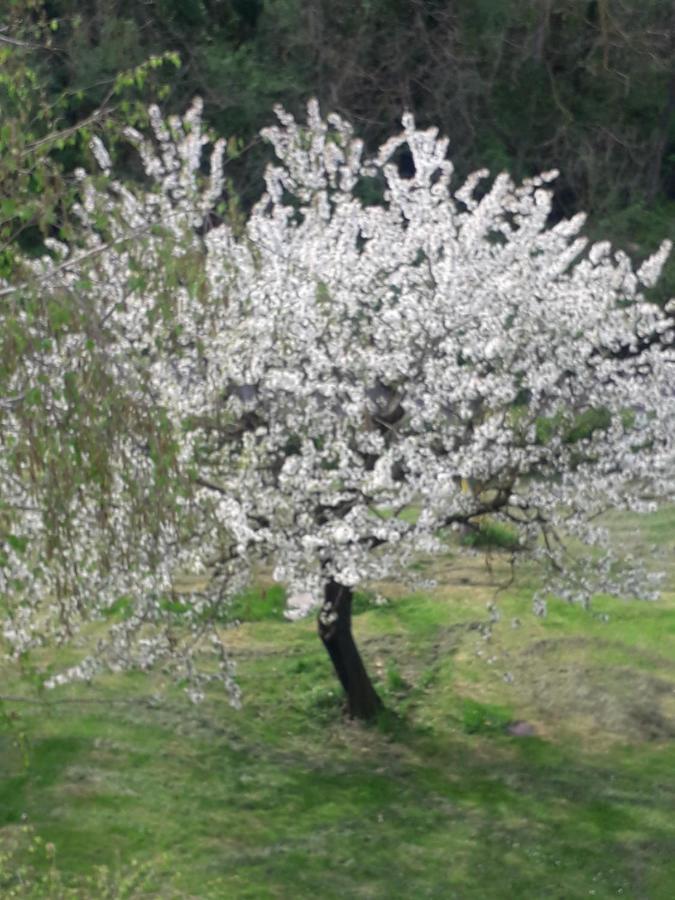 Il Borgo Dei Molini Bed & Breakfast Torreglia Bagian luar foto